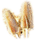 teazle dry flower industry