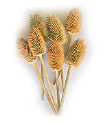 teazle stem